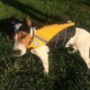 gilet pour chien