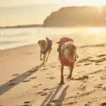 Gilet sauvetage chien paddle