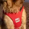 gilet pour chien Red Paddle