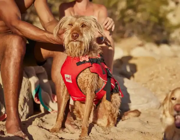 Gilet de Sauvetage pour Chien Red Paddle Co - Sécurité & Confort (Rouge)
